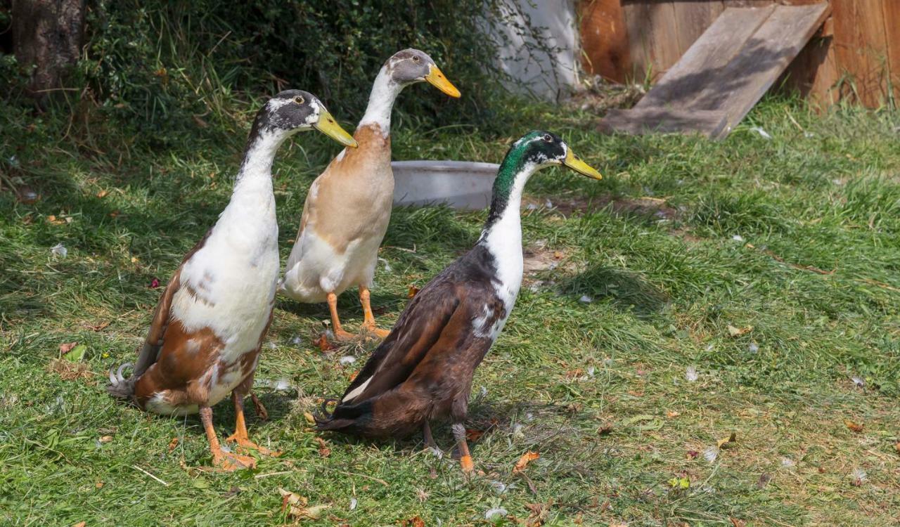 Appartement Birkenhof มารันซา ภายนอก รูปภาพ